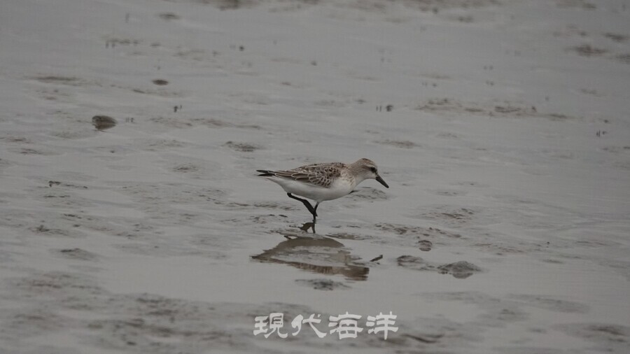 간조시에 근접 촬영 가능한 민물도요